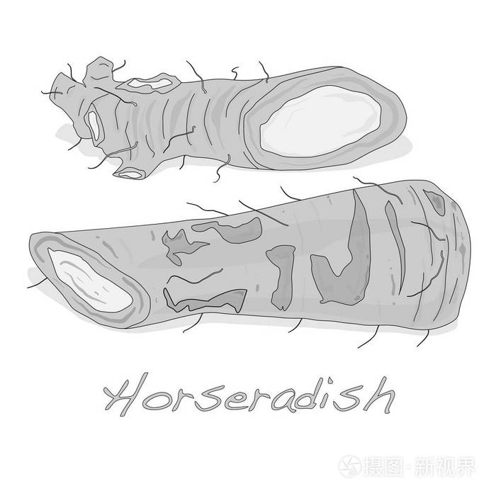 白色背景上孤立的山葵根映像