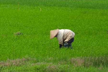 越南农民种植水稻对那里的字段