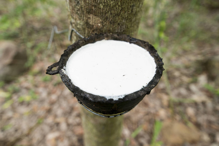 橡胶树中的天然橡胶乳胶一种橡胶树,在泰国东北部伊桑的伯里拉姆省