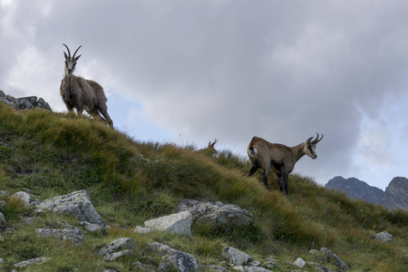 Tatra Chamoisrupicaprarupicapra Tatrica