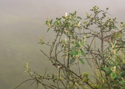 植物和树叶背景