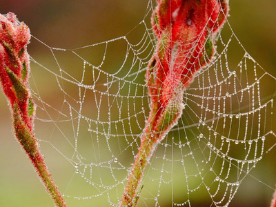 清晨的露珠在蜘蛛网上