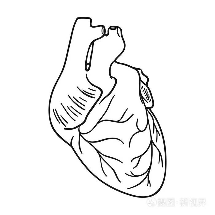 人类的心脏图标在白色背景上孤立的轮廓样式人体器官符号股票矢量图