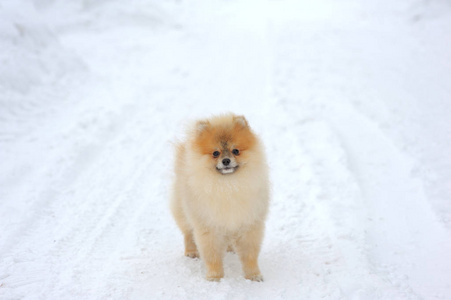 黑貂霜施皮茨在雪上的肖像