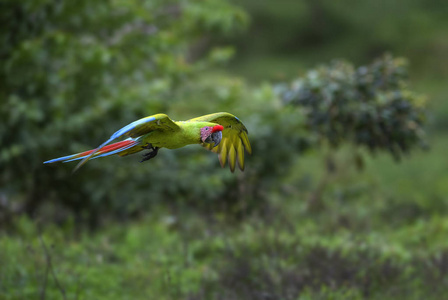 伟大的绿色金刚鹦鹉阿 ambigua, 来自中美洲森林的大的美丽的绿色鹦鹉, 哥斯达黎加