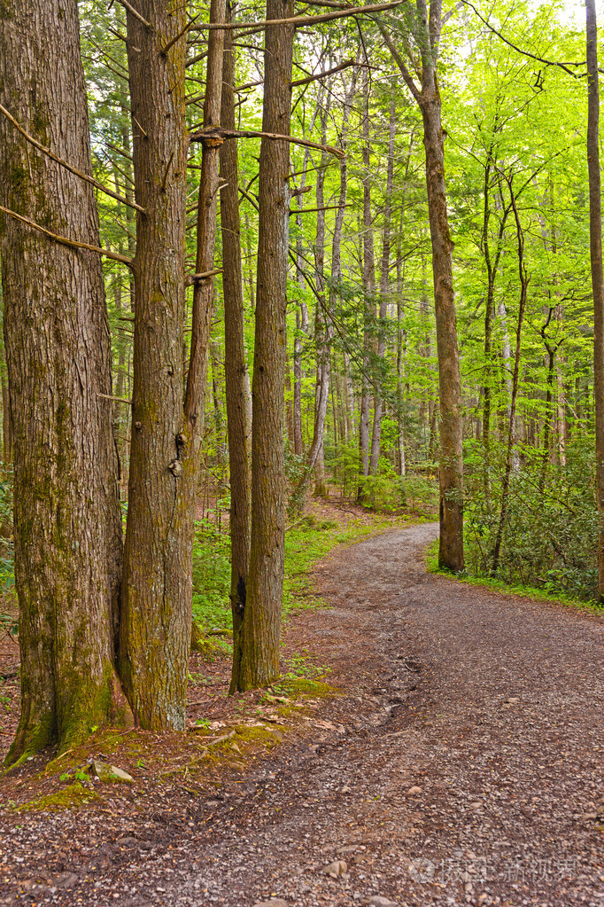 在森林里条蜿蜒的小路照片-正版商用图片0bvudr-摄图新视界