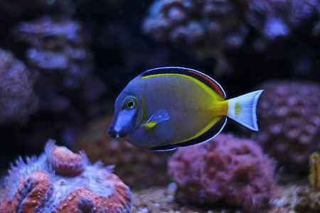 黄色鲂鱼粉褐唐(刺参)照片