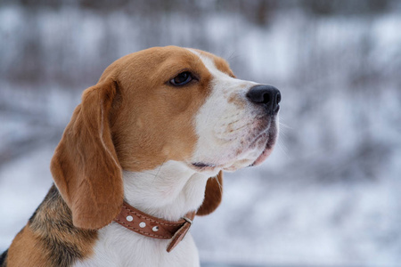 美丽的狗肖像猎犬