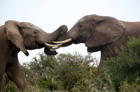 在南部非洲的大象