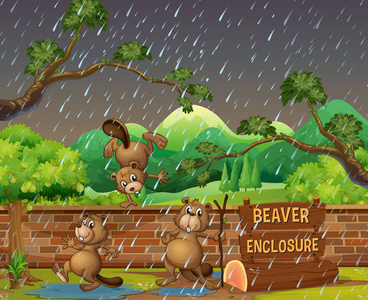 三海狸在动物园在雨天天图片