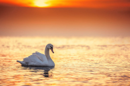 白色天鹅在海蓝色黑色背景上的日出