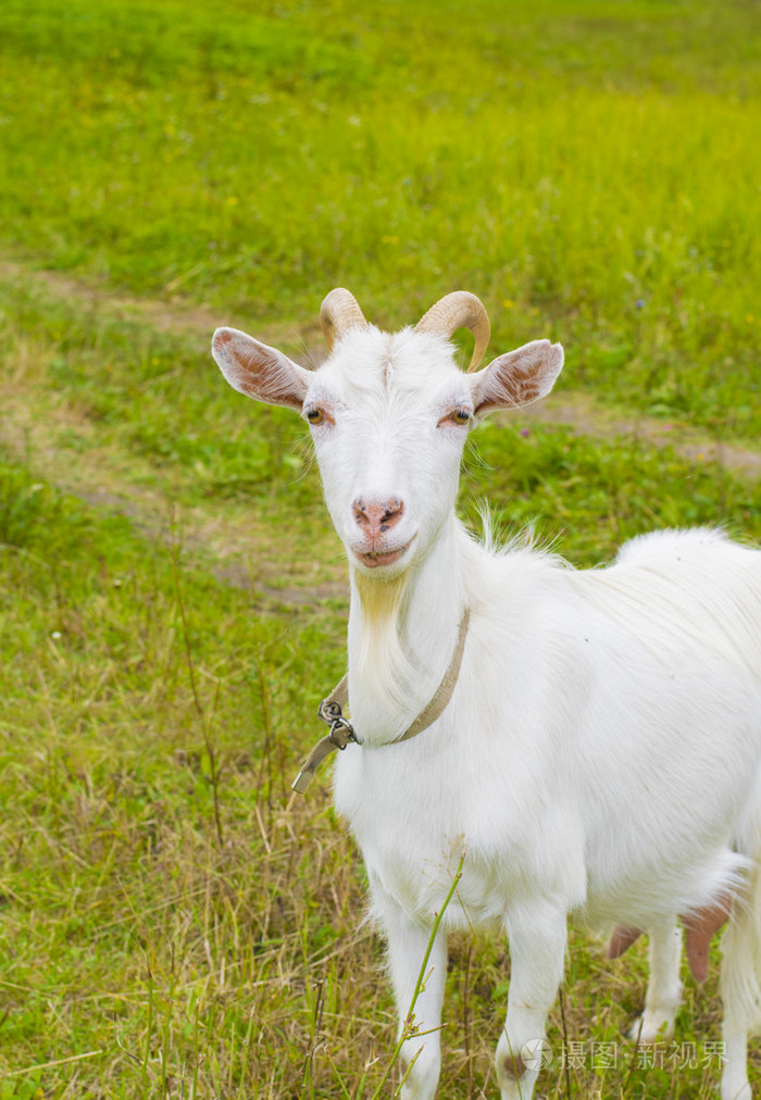 在村子里的白山羊