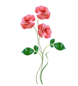 白色背景上孤立的玫瑰花蕾