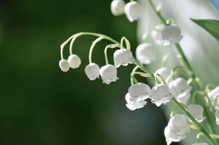 谷中百合花摄影图 谷中百合花图片大全 谷中百合花照片 摄图新视界