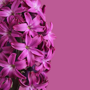 紫色风信子花反对浅紫色背景