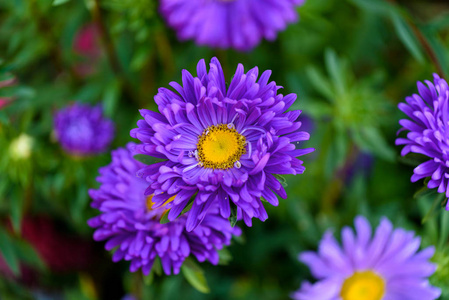 阿斯特花特写夏日图片