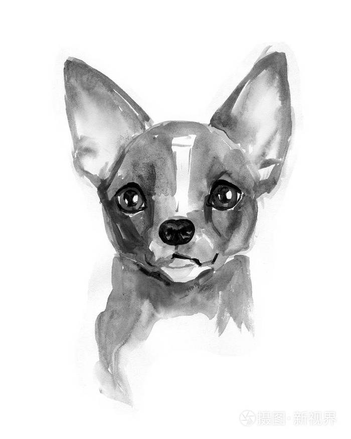 吉娃娃狗可爱的脸chiwawa的小狗水彩插图