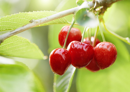 五个樱桃樱桃树上照片