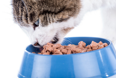 猫吃湿的食物