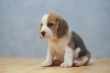 可爱的小猎犬小狗在行动图片