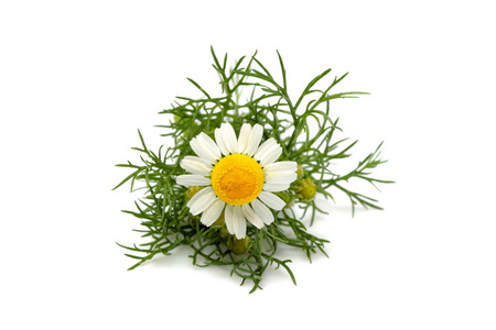 菊花特写chamomiles, 母菊花分离特写照片