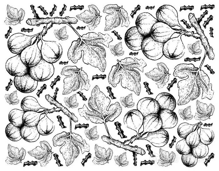白色背景下的簇无花果树手画