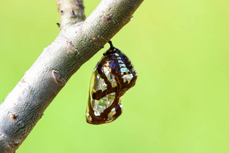 在茧里的蝴蝶图片