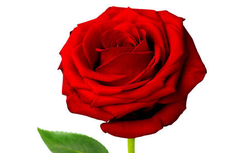 红色玫瑰色芽在白色背景特写分离