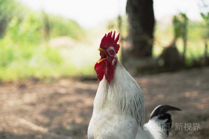 打鸣的公鸡