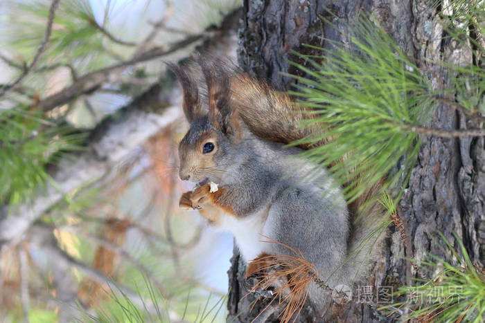 Sciurus。成年松鼠在树林里吃食物