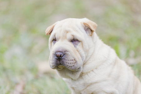 shar pei 小狗