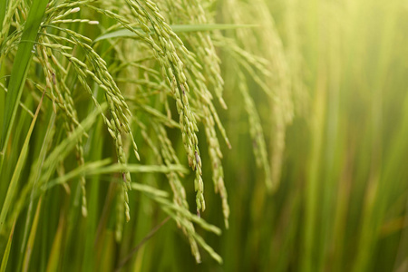 Riceplant 的特写镜头