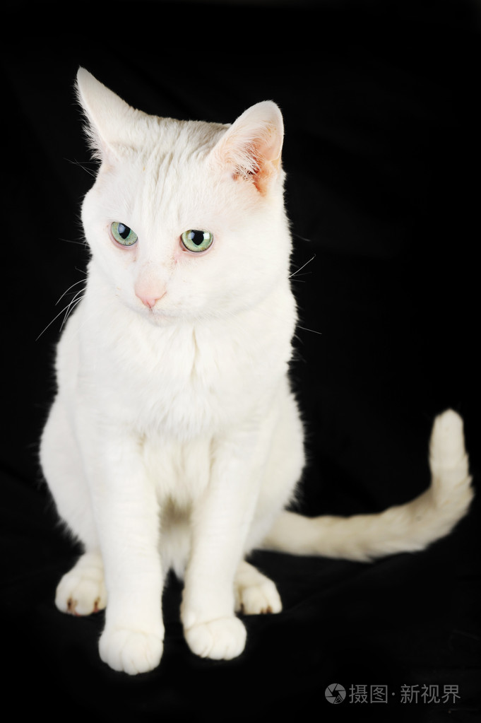 白色家猫