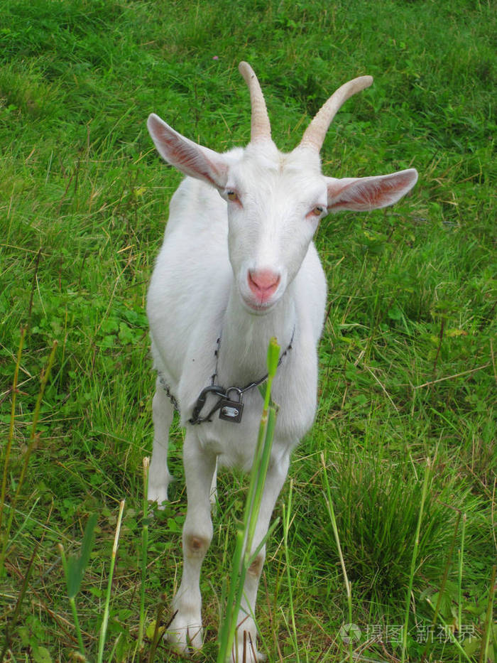 在绿草的山羊照片-正版商用图片0bwupb-摄图新视界