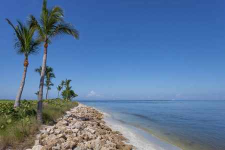 棕榈树沿着 Captiva，佛罗里达州