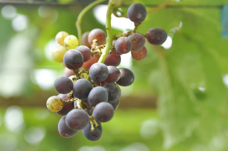 在果园里的葡萄种植