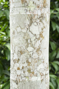 槟榔树树皮特写纹理照片