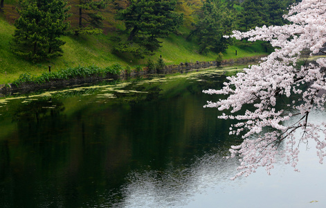 在东京的河岸上的白色樱花的樱花开花
