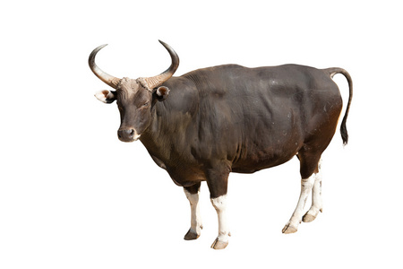 保存牛图片-保存牛素材-保存牛插画-摄图新视界