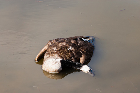 加拿大鹅在浑水中腐烂的死照片