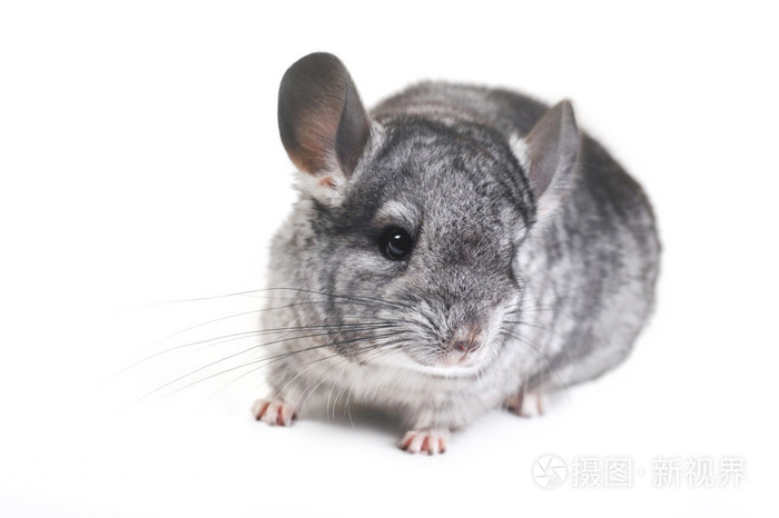 灰色好栗鼠