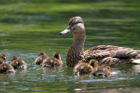 鸭妈妈与小鸭子在湖上