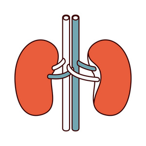 颜色部分剪影人体肾系统图片