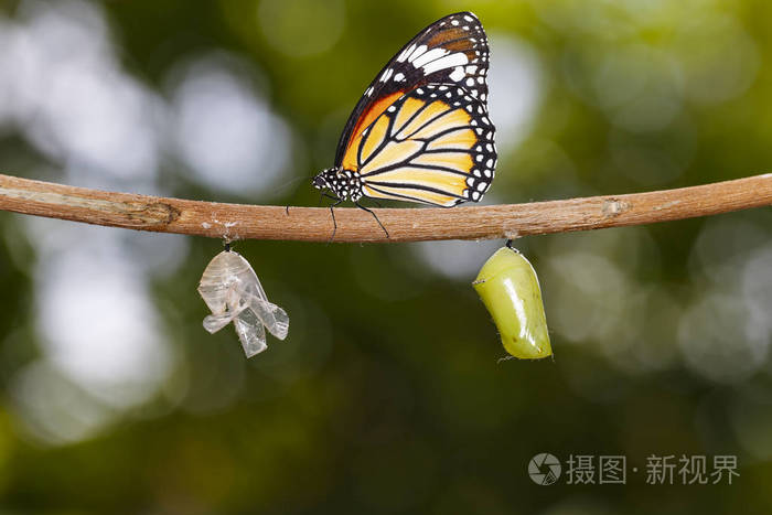 常见的老虎蝴蝶蛹与壳的树枝上挂着