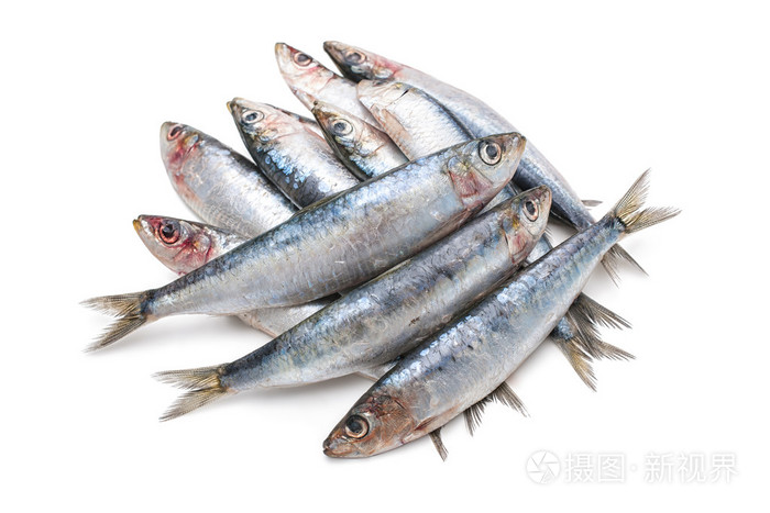 欧洲沙丁鱼