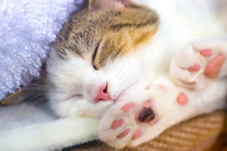 可爱的小猫用粉红色的爪子