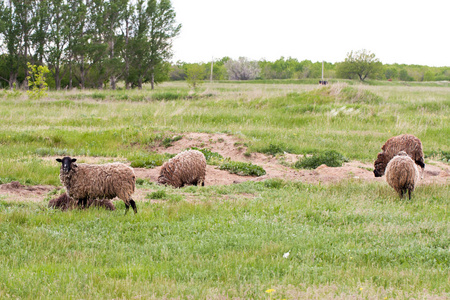 一群羊在草地上吃草