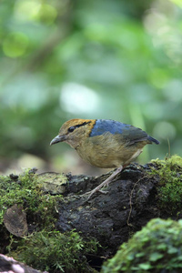 施耐德的皮塔饼 Hydrornis 川西高原光 在 Mt.Kerinci，印度尼西亚苏门答腊岛