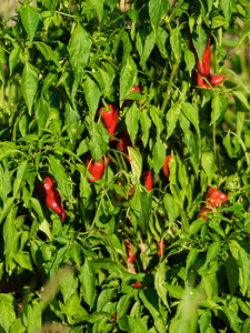 花园里长的红辣椒
