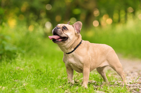 法国斗牛犬的照片